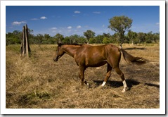 Brumby near Hann Crossing