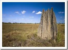 Crossing the vast expanse of tall grass and termite mounds that make up Nifold Plains