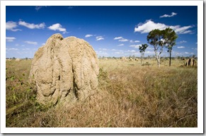 Crossing the vast expanse of tall grass and termite mounds that make up Nifold Plains