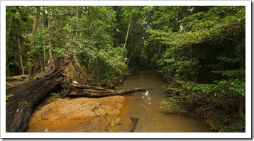 Rainforest pockets in Iron Range National Park