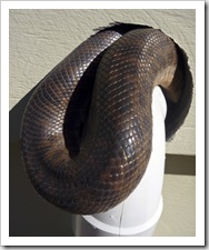 A python making its home in the Dundaburra campground toilet block!