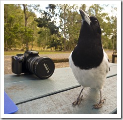 Lunch at Cania Gorge with the Pied Butcherbirds