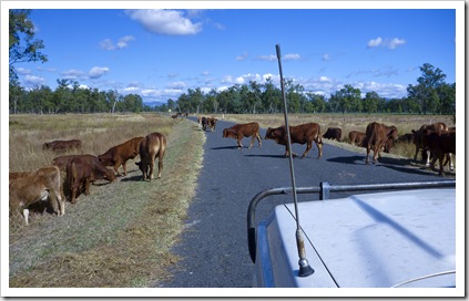 Cattle crossing on one of the station's leading into Carnarvon Gorge