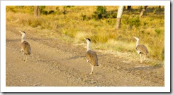 Australian Bustards in the early morning on the way into Carnarvon Gorge