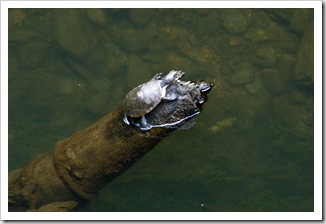 Tortoise enjoying the sun at Crystal Cascades