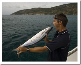 Damien getting a Scaly Mackereal ready for the resident Queensland Groper