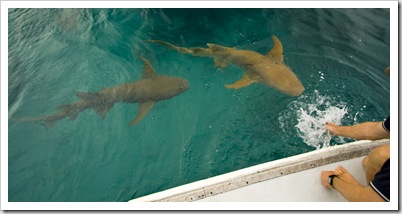 Tawny Nurse Sharks in for the daily feeding in Anchor Bay