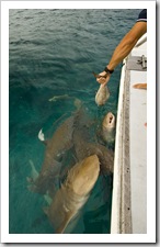 Tawny Nurse Sharks in for the daily feeding in Anchor Bay