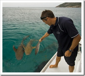 Tawny Nurse Sharks in for the daily feeding in Anchor Bay