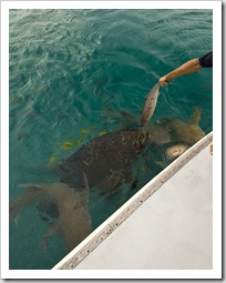 Tawny Nurse Sharks and the resident Queensland Groper in for the daily feeding in Anchor Bay