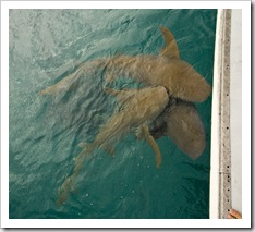 Tawny Nurse Sharks in for the daily feeding in Anchor Bay