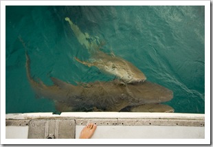 Tawny Nurse Sharks in for the daily feeding in Anchor Bay