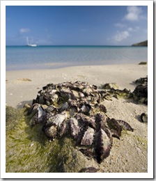 Wild oysters on the rocks in Watson's Bay on the way to Cook's Look