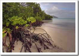 Mangrove Beach on the way to Blue Lagoon