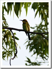 A beautiful Rainbow Bee-Eater outside our window