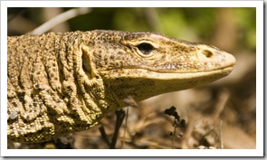 Can't have Lizard Island without lizards!