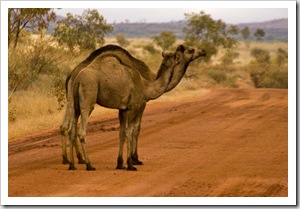 A new type of roadblock: feral camels