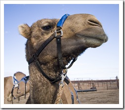 The Bedourie Camel Races