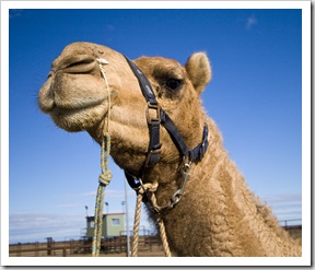 The Bedourie Camel Races