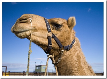 The Bedourie Camel Races