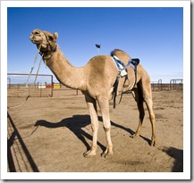 The Bedourie Camel Races