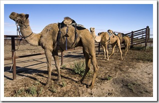 The Bedourie Camel Races