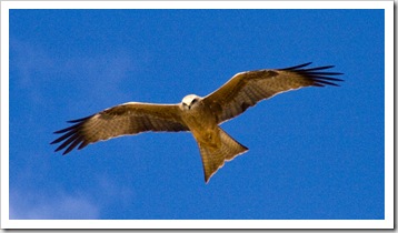 Whistling Kite on the way into Bedourie