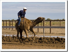 The Bedourie Camel Races