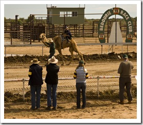 Lisa checking the field before placing a bet at the Bedourie camel races