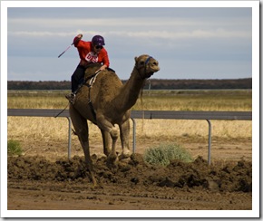 The Bedourie Camel Races