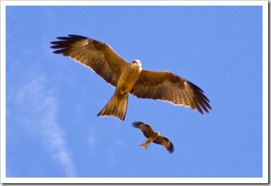 Whistling Kite at the Bedourie Camel Races