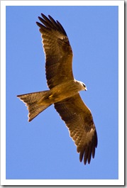 Whistling Kite at the Bedourie Camel Races