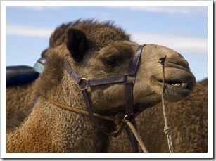 The Bedourie Camel Races