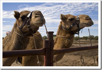 The Bedourie Camel Races