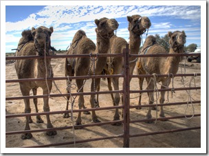 The Bedourie Camel Races