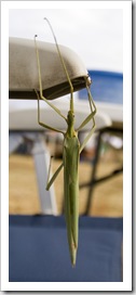 Possibly the biggest praying mantis we'd ever seen on our chair in the morning in Bedourie