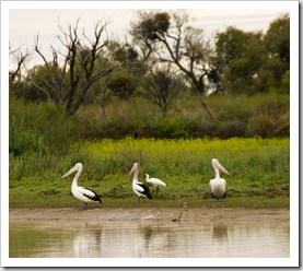 Pelicans alongside the road on the way into Birdsville