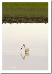 Spoonbill fishing in the floodplains