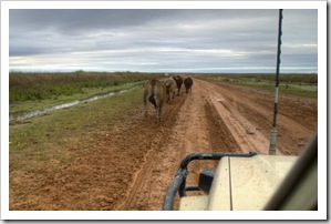 Big Herefords slowing our pace on the road between Bedourie and Birdsville