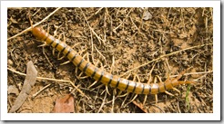 This Centipede was almost as long as my foot!