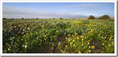 The desert alive with colour after the rains