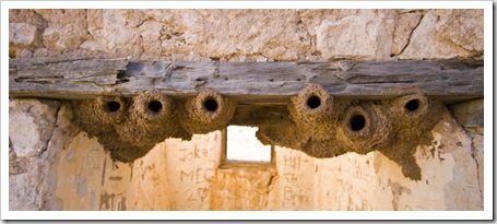 Bird nests in the ruins of Cadelga Homestead on Cordillo Downs Station