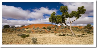 Strzelecki Desert dunes