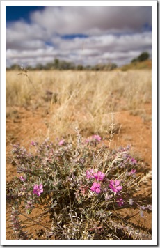 Strzelecki Desert wildflowers