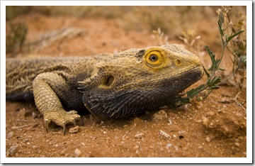 Bearded Dragon alongside the road in the Strzelecki Desert