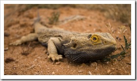 Bearded Dragon alongside the road in the Strzelecki Desert