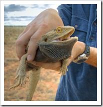 Bearded Dragon alongside the road in the Strzelecki Desert