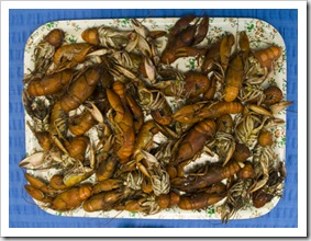 Yabby feast in Broken Hill