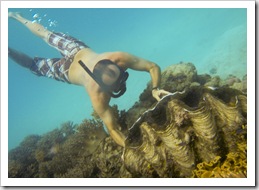 Giant clams around Lizard Island