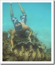 Giant clams around Lizard Island